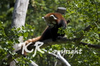 Zoo's